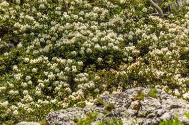 Nehir kıyısındaki çiçek çayırı