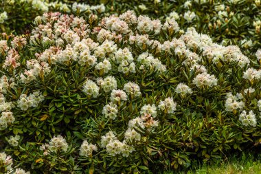 Nehir kıyısındaki çiçek çayırı