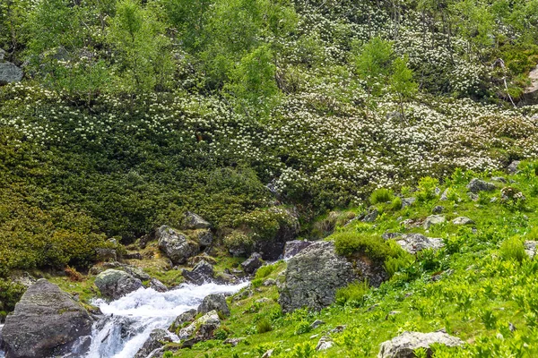 Arkhyz 'in nehir manzarası