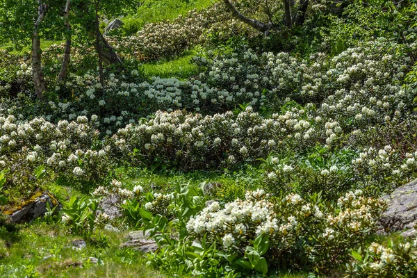Nehir kıyısındaki çiçek çayırı