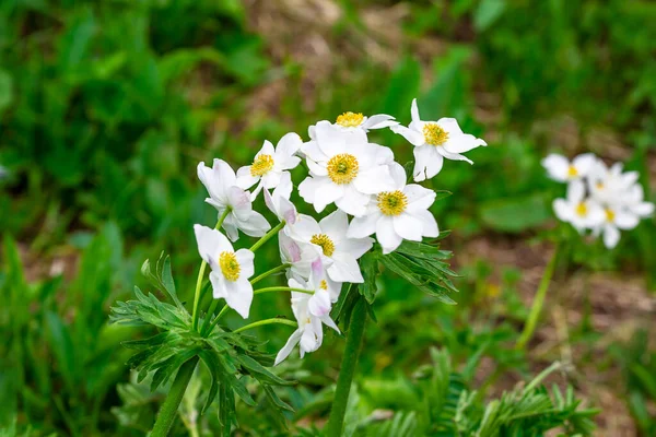 Nehir kıyısındaki çiçek çayırı