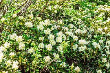 Nehir kıyısındaki çiçek çayırı