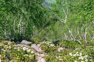 Nehir kıyısındaki çiçek çayırı