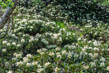 Nehir kıyısındaki çiçek çayırı