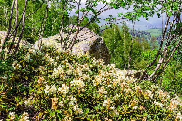 Květinová Louka Břehu Řeky — Stock fotografie