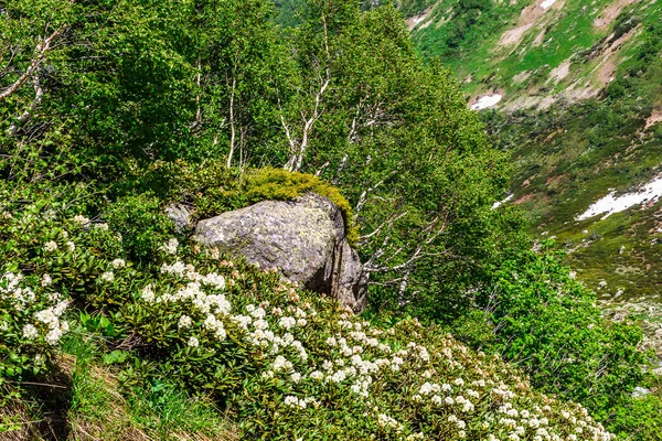 Květinová Louka Břehu Řeky — Stock fotografie