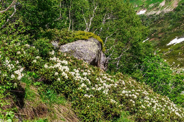 Nehir kıyısındaki çiçek çayırı