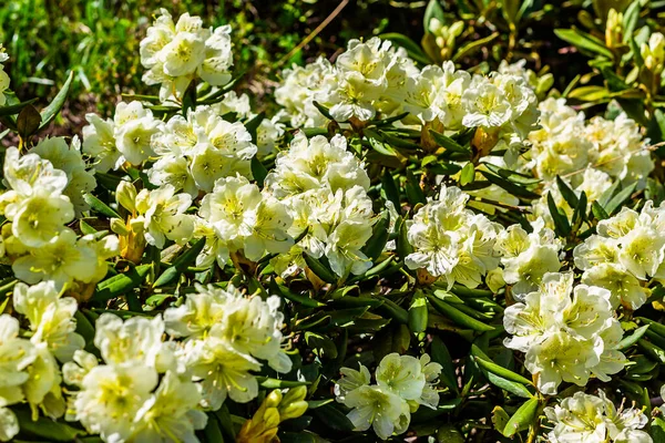 Nehir kıyısındaki çiçek çayırı