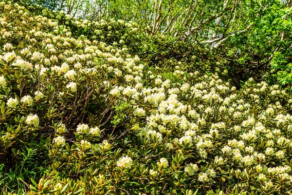 Nehir kıyısındaki çiçek çayırı