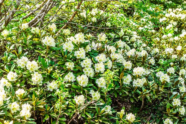 Nehir kıyısındaki çiçek çayırı