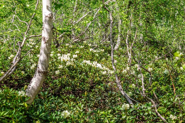 Nehir kıyısındaki çiçek çayırı