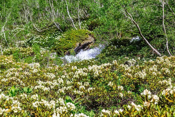 Nehir kıyısındaki çiçek çayırı
