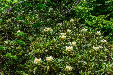 Dağlarda yaz çiçeği manzarası