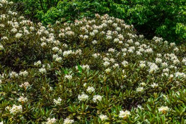 Dağlarda yaz çiçeği manzarası