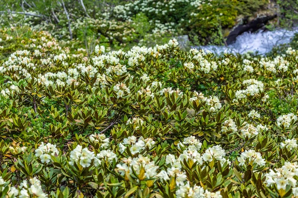 Dağlarda yaz çiçeği manzarası