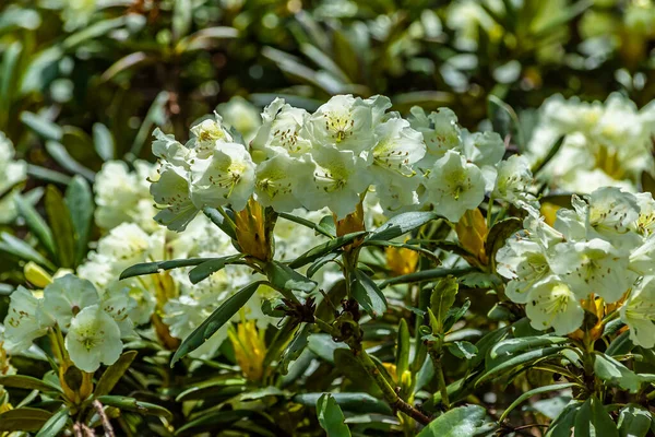Dağlarda yaz çiçeği manzarası