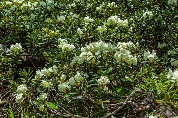 Dağlarda yaz çiçeği manzarası