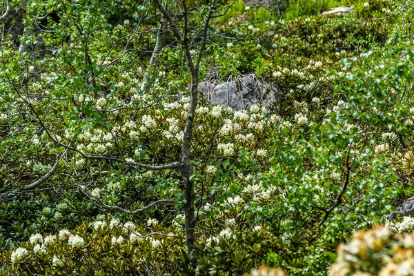 Dağlarda yaz çiçeği manzarası