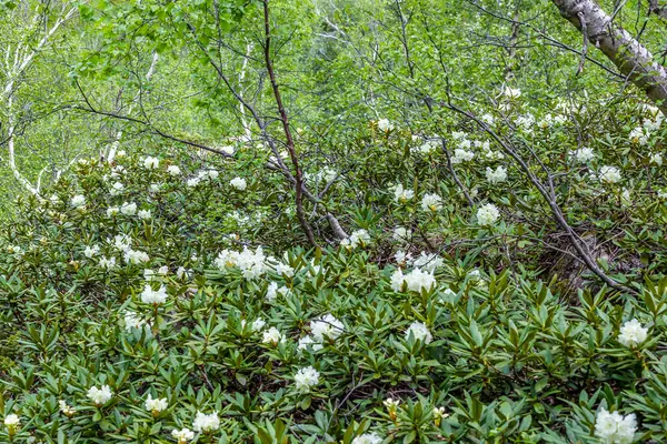 Dağlarda yaz çiçeği manzarası