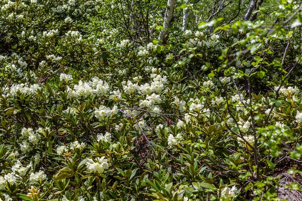 Dağlarda yaz çiçeği manzarası