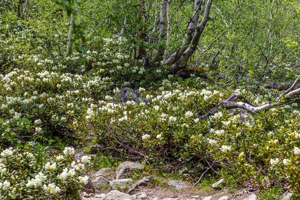 Dağlarda yaz çiçeği manzarası