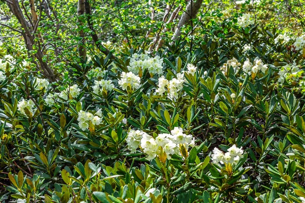 Dağlarda yaz çiçeği manzarası