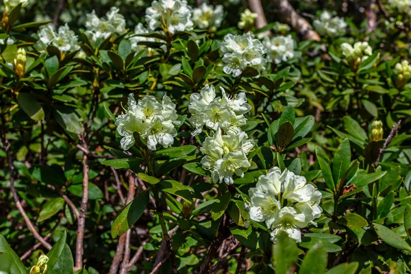 Dağlarda yaz çiçeği manzarası