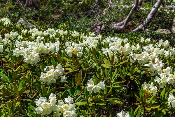 Dağlarda yaz çiçeği manzarası