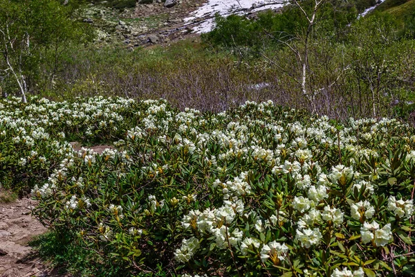 Dağlarda yaz çiçeği manzarası