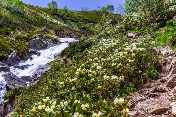 Sommar Blomma Landskap Bergen — Stockfoto