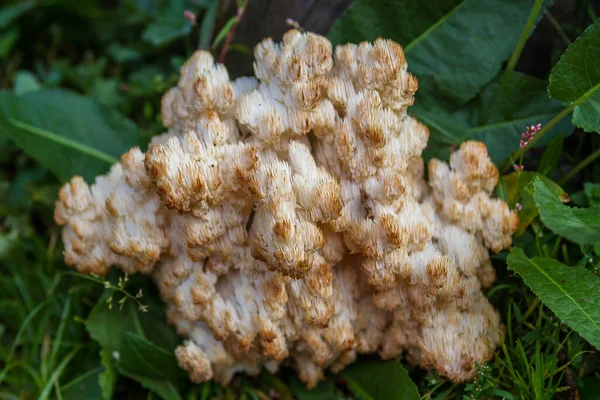 Rusya 'da nefes kesici manzara