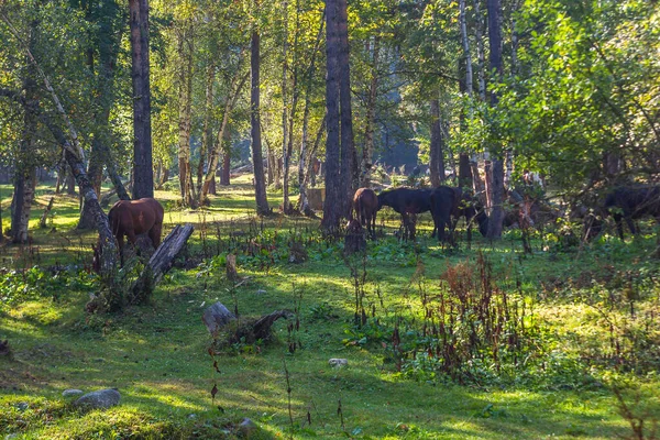 Rusya 'da nefes kesici manzara
