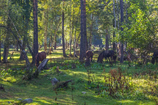 Rusya 'da nefes kesici manzara