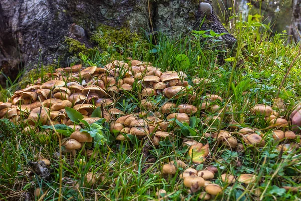 Adembenemend Landschap Rusland — Stockfoto