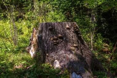 Rusya 'da nefes kesici manzara