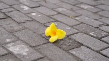 Yavaş hareket eden sarı çiçekler rüzgarla savruluyor.