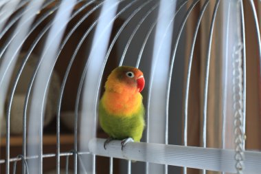 Bir kafesin içine renkli cennet papağanı