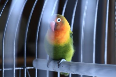 Bir kafesin içine renkli cennet papağanı