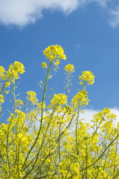 Yellow wild flowers under a blue sky with some clouds in the countryside — Stock Photo, Image