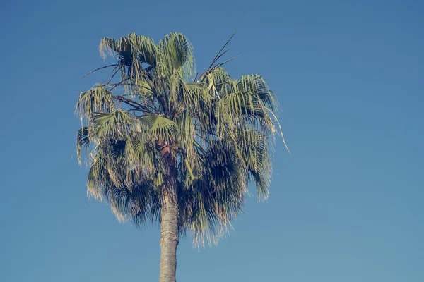 Δέντρο παλάμη στον μια ηλιόλουστη ημέρα με το γαλάζιο του ουρανού — Φωτογραφία Αρχείου