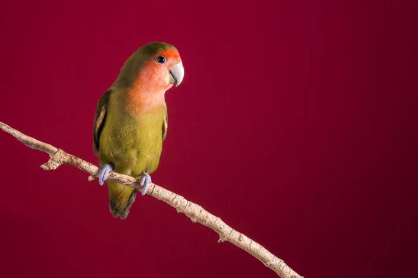 Petit perroquet ou tourtereau sur une branche sur un fond rouge — Photo