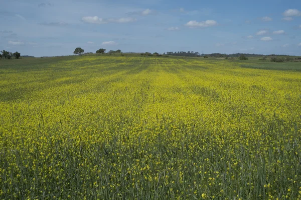 Kırsal mavi gökyüzü altında sarı kır çiçekleri