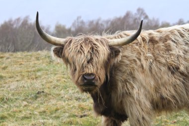 Vahşi doğada büyük boynuzlu yayla inek