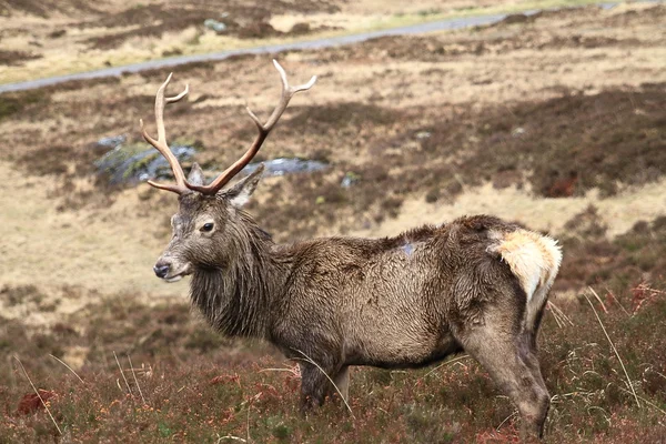 Ciervo joven en el prado en las tierras altas, Escocia Imagen De Stock