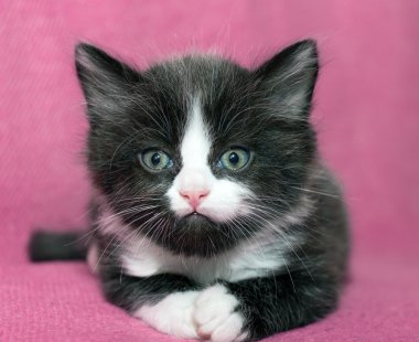Yavru kedi adlı denizci üzerinde