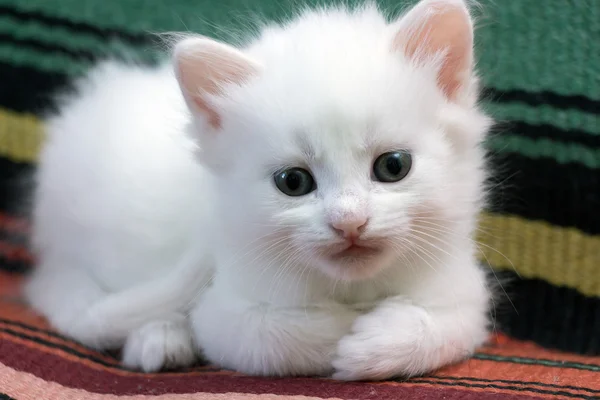 Witte pluizige kitten — Stockfoto