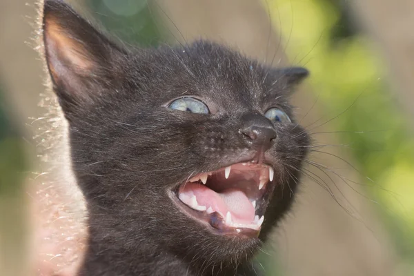 Küçük vahşi kedi — Stok fotoğraf