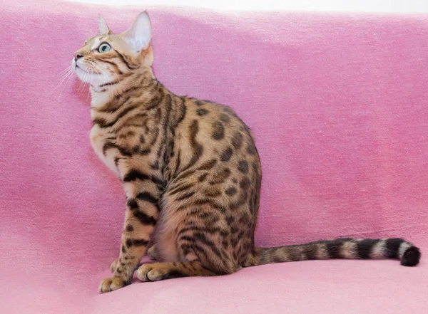 Bengal leopar kedi — Stok fotoğraf