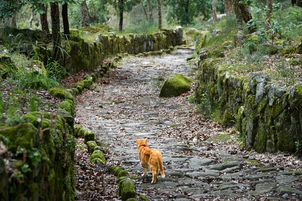 Ginger Cat Stone Road Citania Briteiros Portugal Fotos De Stock Sin Royalties Gratis