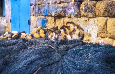 Kamuflajlı benekli kedi balık ağında uyuyor.